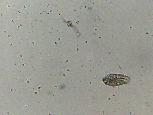 Infusione di radici di basilico